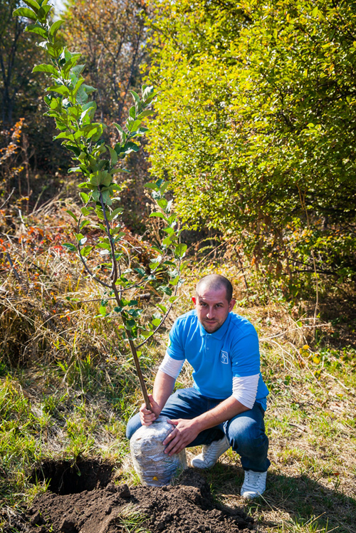 Высадка деревьев на благотворительной акции Возрождение Апорта - ОСГ Казахстан